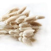 Algopix Similar Product 9 - Natural Dried Lagurus ovatus 100 Pcs