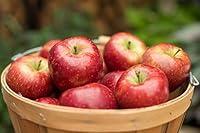 Algopix Similar Product 10 - Red Delicious Apple Gift Box 1822