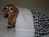 Algopix Similar Product 7 - Small Dog Dachshund Black and Gray Dogs