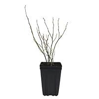 Algopix Similar Product 20 - Sweet Berry Selections St Cloud
