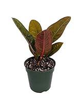 Algopix Similar Product 8 - Birds Nest Anthurium superbum  Easy