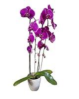 Algopix Similar Product 6 - Earthly Orchids Live Orchid Plant 