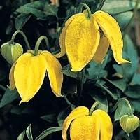 Algopix Similar Product 20 - YELLOW CLEMATIS TANGUTICA Radar love