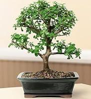 Algopix Similar Product 19 - Bonsai Boys ON THIS TREE Baby Jade