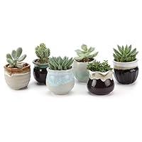 Algopix Similar Product 16 - T4U Small Ceramic Succulent Pots with