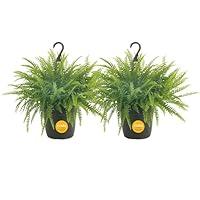 Algopix Similar Product 5 - Costa Farms Boston Fern Live Plant