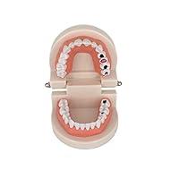 Algopix Similar Product 8 - Decay Tooth Model YOUYA Dental Caries