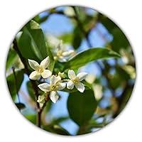 Algopix Similar Product 19 - Coral Autumn Olive Elaeagnus