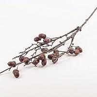 Algopix Similar Product 1 - Acorn Stem
