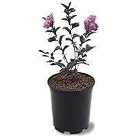 Algopix Similar Product 20 - Black Diamond Crape Myrtle Tree Purely