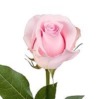 Algopix Similar Product 19 - Farm Fresh Natural Light Pink Roses 