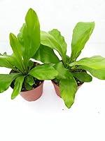 Algopix Similar Product 10 - Two Bird's Nest Fern Only From Jm Bamboo