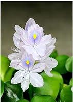 Algopix Similar Product 13 - Water Hyacinth Floating Live Pond Plant