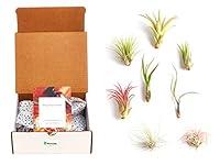 Algopix Similar Product 16 - Shop Succulents Assorted Air Plants