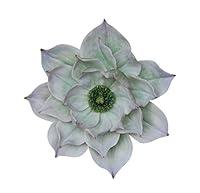 Algopix Similar Product 4 - Benzara in Style Elegant Resin Lotus
