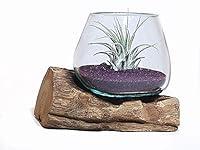 Algopix Similar Product 6 - Live Air Plant Mini Terrarium in Hand