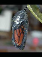 Algopix Similar Product 11 - Chrysalis: Realms of Radiance