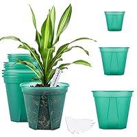 Algopix Similar Product 2 - GREENPARA Green Transparent Plastic