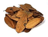 Algopix Similar Product 7 - Pangea Magnolia Leaf Litter 1 Quart