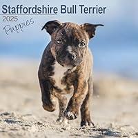 Algopix Similar Product 8 - Staffordshire Bull Terrier Puppies