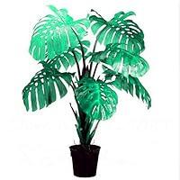 Algopix Similar Product 13 - sophisticate 13 New Seeds 100 Pcs