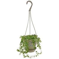 Algopix Similar Product 16 - Enchanting String of Turtles Hanging