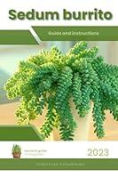 Algopix Similar Product 5 - Sedum burrito Succulent Handbook