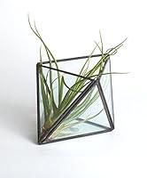 Algopix Similar Product 10 - Shop Succulents Geometric Prism