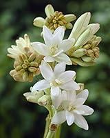 Algopix Similar Product 4 - Bloomsz 10428 Double Tuberose The Pearl