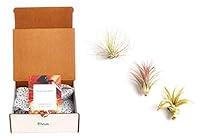 Algopix Similar Product 19 - Shop Succulents Unique Air Plants