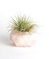 Algopix Similar Product 5 - Shop Succulents  Live Air Plant in
