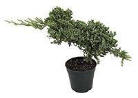 Algopix Similar Product 4 - Stylized Japanese Juniper Bonsai Tree 