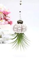 Algopix Similar Product 18 - 2 Dirty Birds Hanging Sea Urchin Shell