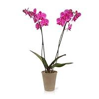 Algopix Similar Product 12 - Color Orchids Live Single Stem