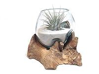 Algopix Similar Product 16 - Live Air Plant Mini Terrarium in Hand
