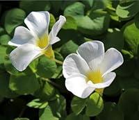 Algopix Similar Product 19 - Live White Flower Oxalis Plant Ground