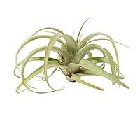 Algopix Similar Product 16 - Tillandsia Xerographica Seedling Air