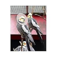 Algopix Similar Product 10 - KVP Bird E-Collar, 2.75-3.5"/6"