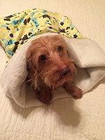 Algopix Similar Product 17 - Small Dog Dachshund Yellow With Dogs