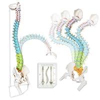 Algopix Similar Product 19 - 2024 Newest Flexible Spine Model