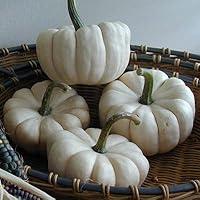 Algopix Similar Product 12 - Pumpkin Baby Boo  Vegetable Seeds  1