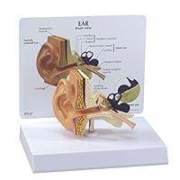 Algopix Similar Product 16 - Basic Ear Model