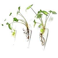 Algopix Similar Product 19 - Kingbuy Levitating Glass Planter for