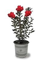 Algopix Similar Product 12 - Black Diamond Crape Myrtle Tree