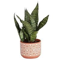 Algopix Similar Product 15 - Costa Farms Snake Sansevieria