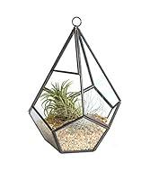 Algopix Similar Product 12 - Shop Succulents  Live Air Plant in