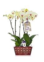 Algopix Similar Product 8 - Hallmark Flowers Orchid Flower Plant