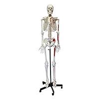 Algopix Similar Product 9 - MonMed Numbered Medical Skeleton Model