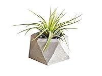 Algopix Similar Product 9 - Concrete Geometric Air Plant Holder