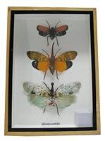 Algopix Similar Product 6 - Real Exotic Lantern Flies Zanna